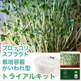 ブロッコリー スプラウト の種と栽培容器のセット プレーリードッグオンラインストア ブロッコリー スプラウト の種と栽培容器のセット プレーリードッグオンラインストア